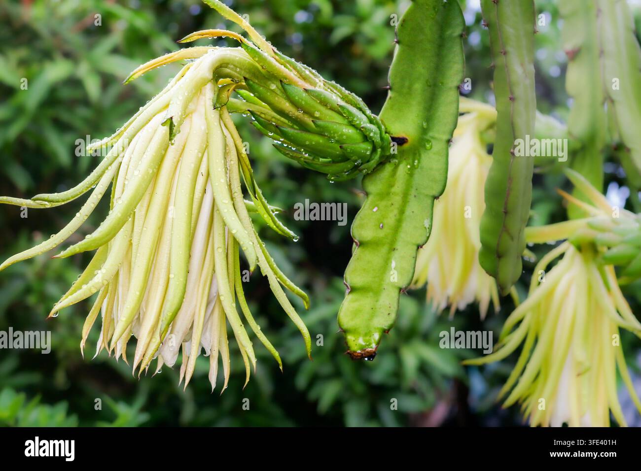 Fiore di frutto del drago appassito con un giovane frutto in sviluppo e gocce di pioggia su uno stelo di cactus in un frutteto tropicale in Thailandia. Foto Stock