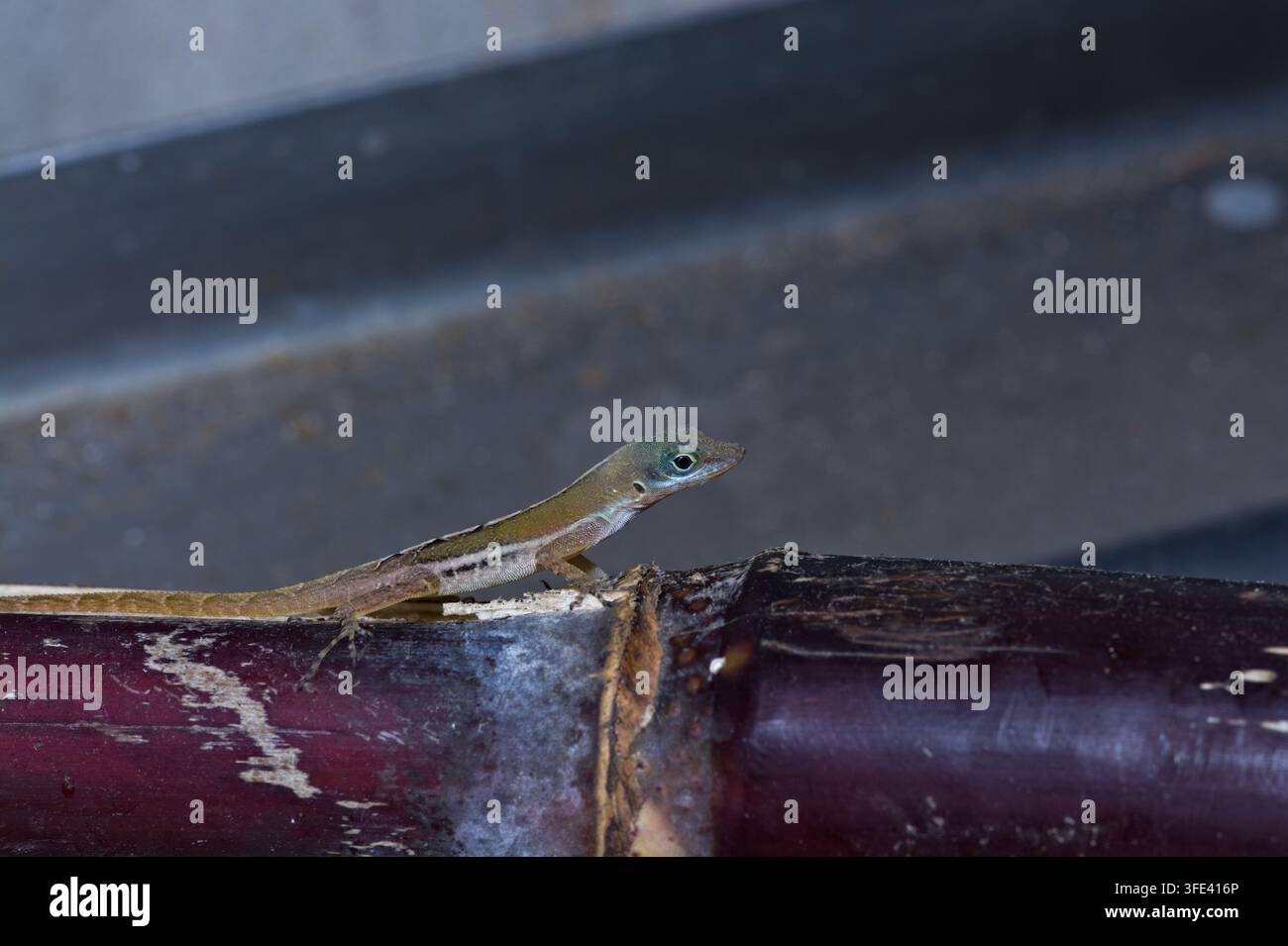 Fotografia macro di un esacinto anole snello (Anolis) che riposa orizzontalmente su uno stelo di canna da zucchero viola. Foto Stock