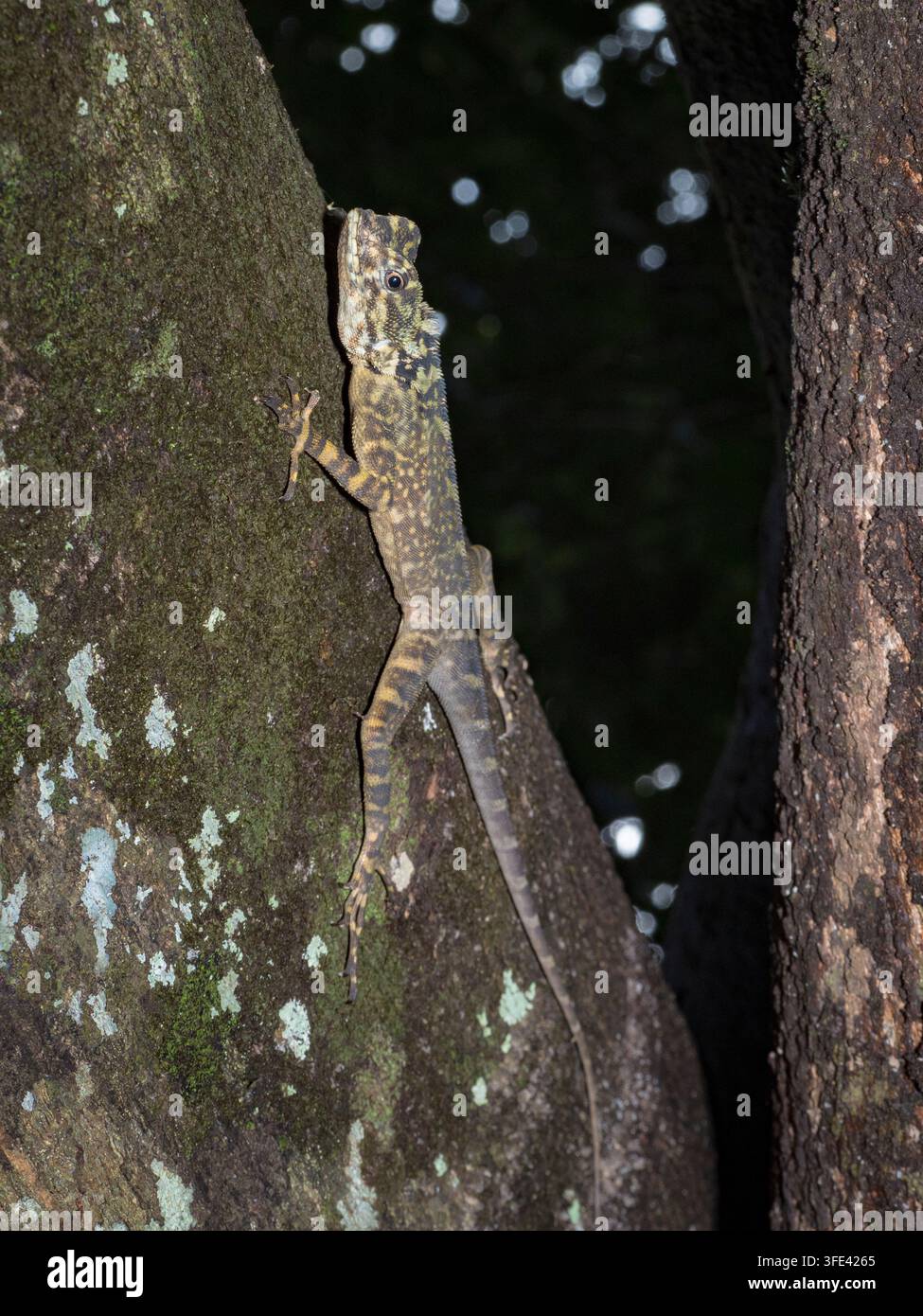 Sauria dalla testa larga dell'Amazzonia, Enyalioides laticeps, fiume Maranon, vicino a Iquitos, Perù, America del Sud Foto Stock