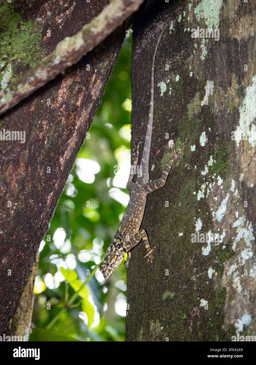 Sauria dalla testa larga dell'Amazzonia, Enyalioides laticeps, fiume Maranon, vicino a Iquitos, Perù, America del Sud Foto Stock