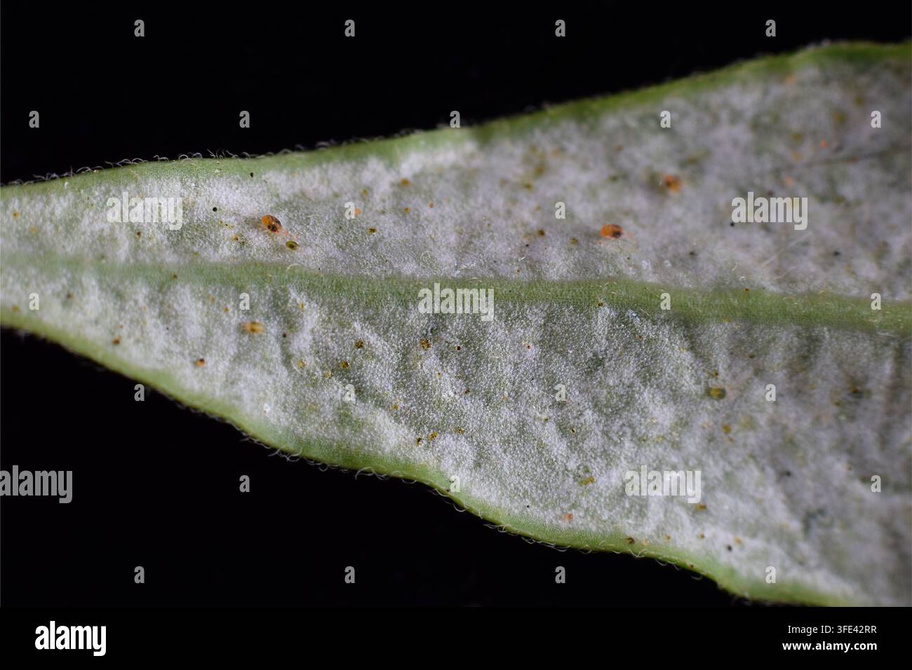 Estremo primo piano che mostra la superficie di una foglia verde ricoperta da minuscoli acari arancioni e uova su uno sfondo nero Foto Stock