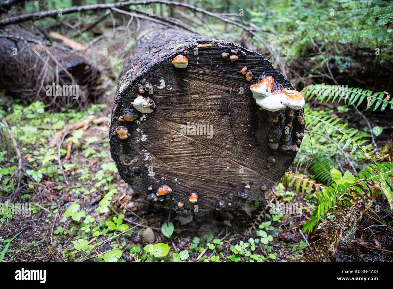 Prima piano di un tronco muschioso tagliato con funghi selvatici a forma di mensola che crescono su un anello di legno, Parco Nazionale Olimpico Foto Stock