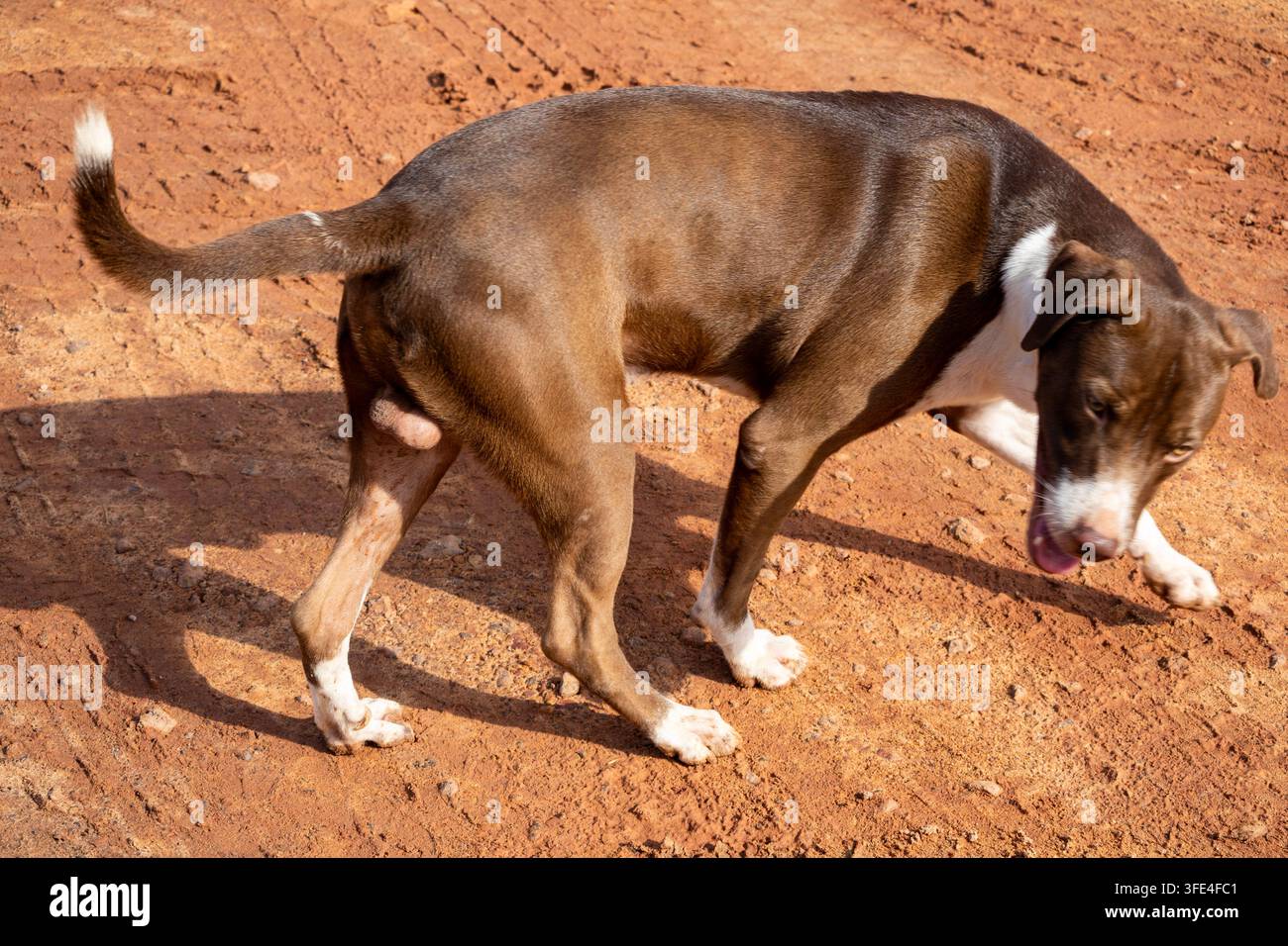 Ritratto laterale completo di un cane marrone con macchie bianche e lingua fuori vicino a un sentiero rurale, che gioca duro da catturare Foto Stock