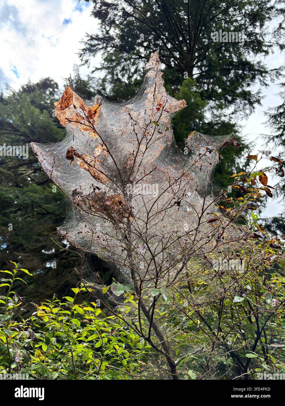 Un piccolo albero è avvolto in una fitta rete di seta filata dalle cavallette dei tenti, le sue foglie brunite sotto la tenda bianca spettrale - Immagine stock catturata con smartphone
