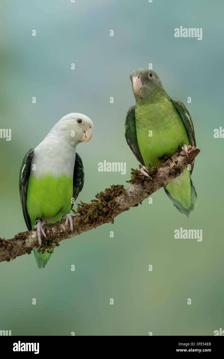 pappagallino testagrigia o pappagallino del Madagascar, Agapornis canus Foto Stock
