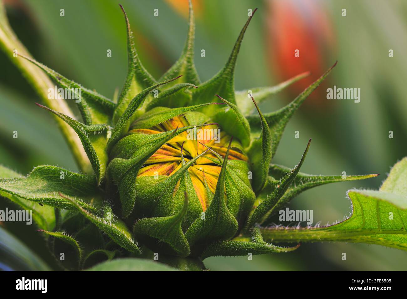 Vista macro ravvicinata di un bocciolo di girasole non aperto avvolto in sepali verdi spinosi. Foto Stock