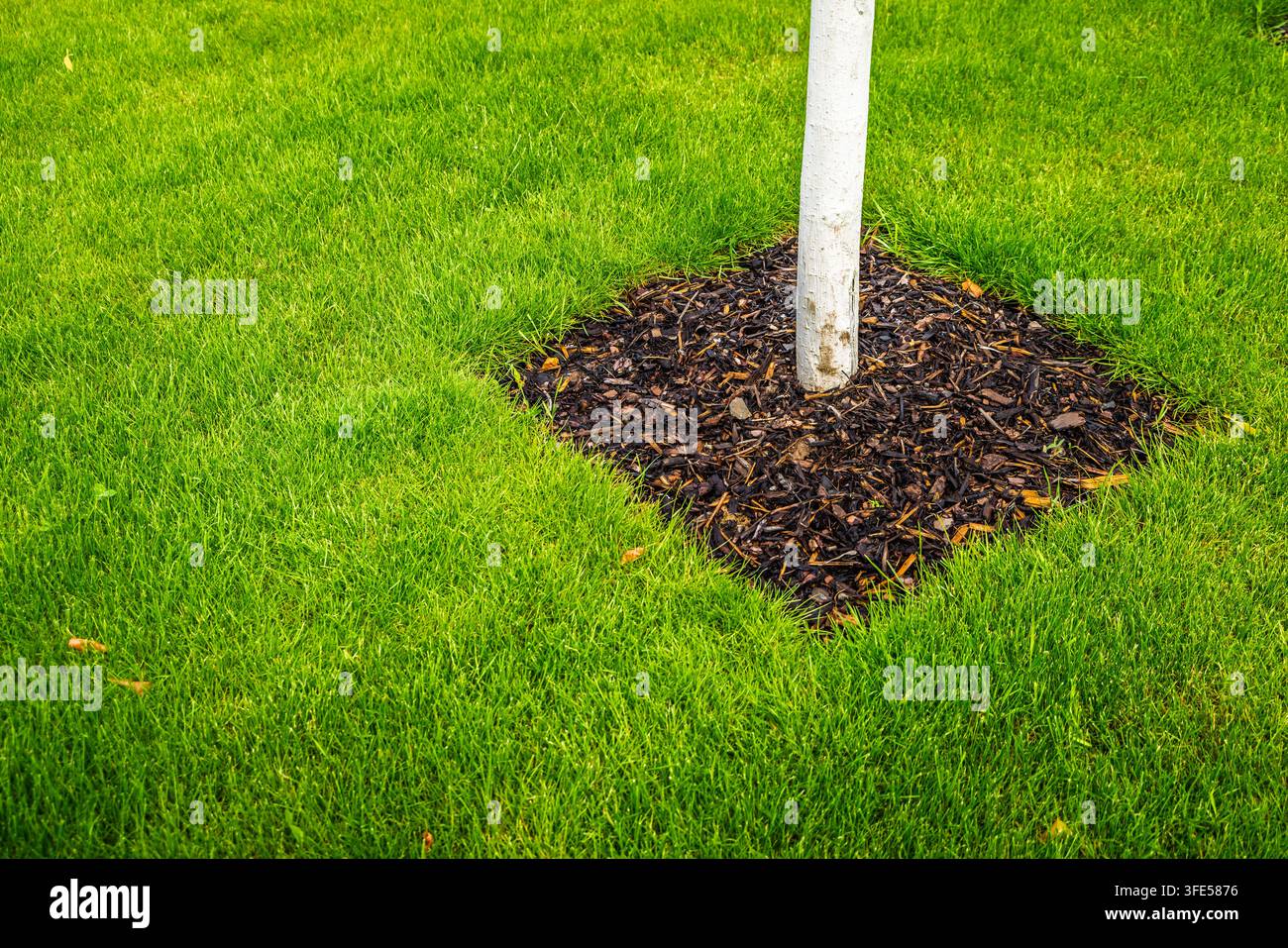 Albero appena piantato con corteccia bianca circondato da erba verde vibrante e pacciame scuro Foto Stock