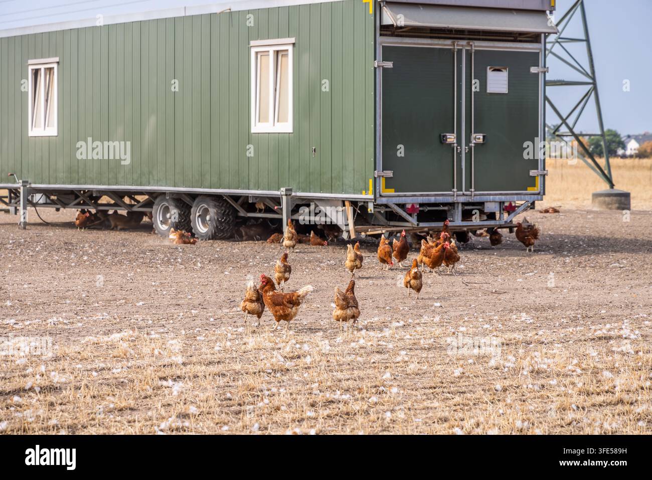 Un pollaio portatile su ruote fornisce riparo a uno stormo di galline a libero raggio in un contesto agricolo rurale Foto Stock