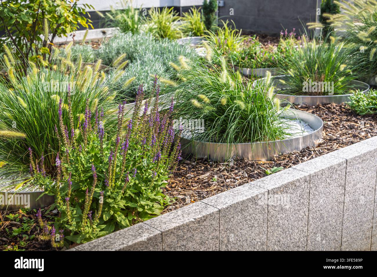 Design moderno del giardino con bordo metallico a spirale e piantagioni diverse Foto Stock