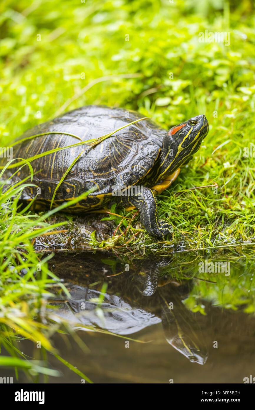 European pond terrapin Foto Stock