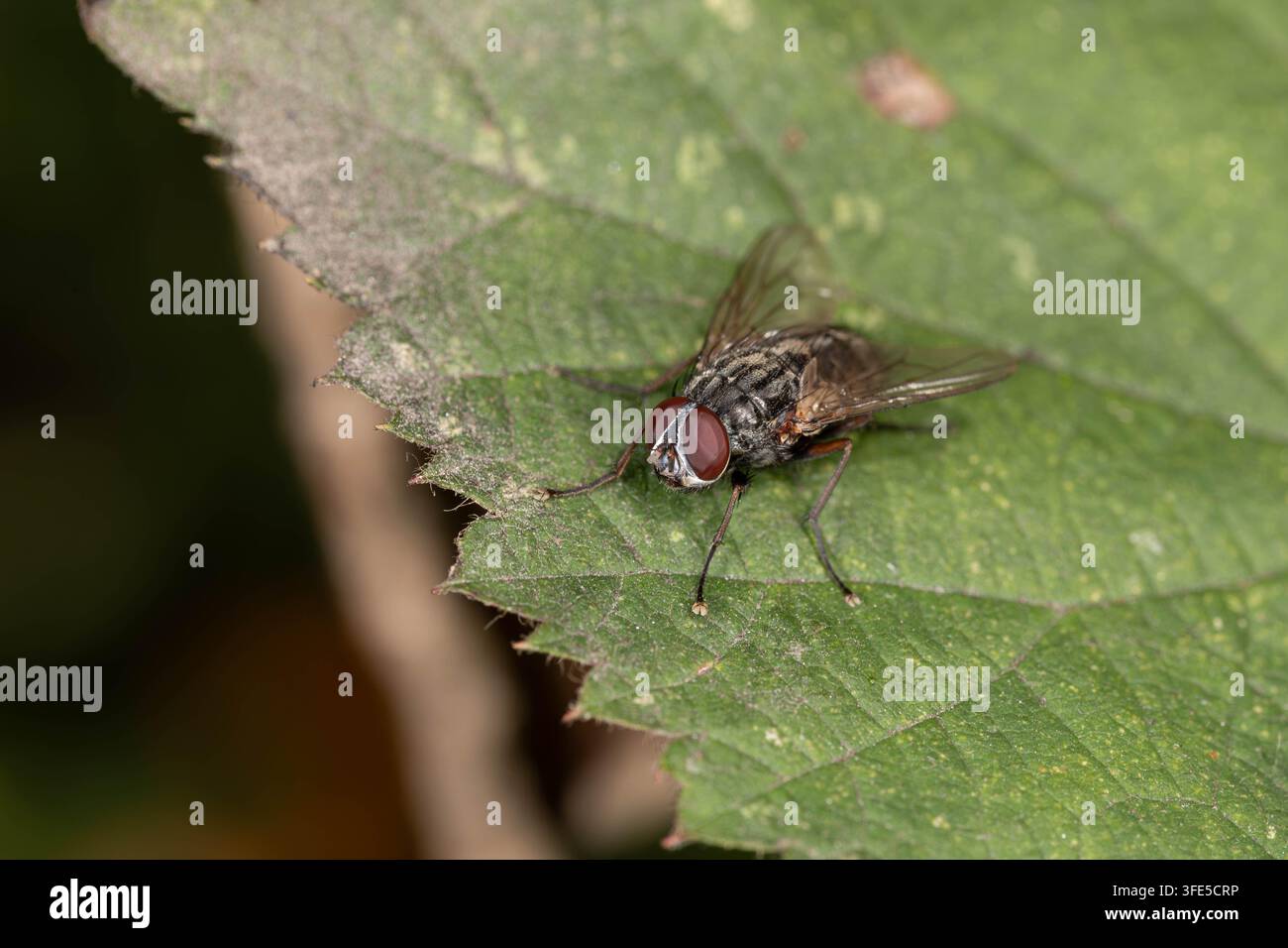 Fotografia macro dettagliata di una mosca carnivora su una foglia verde che mostra il torace striato caratteristico e gli occhi composti rossi. Foto Stock