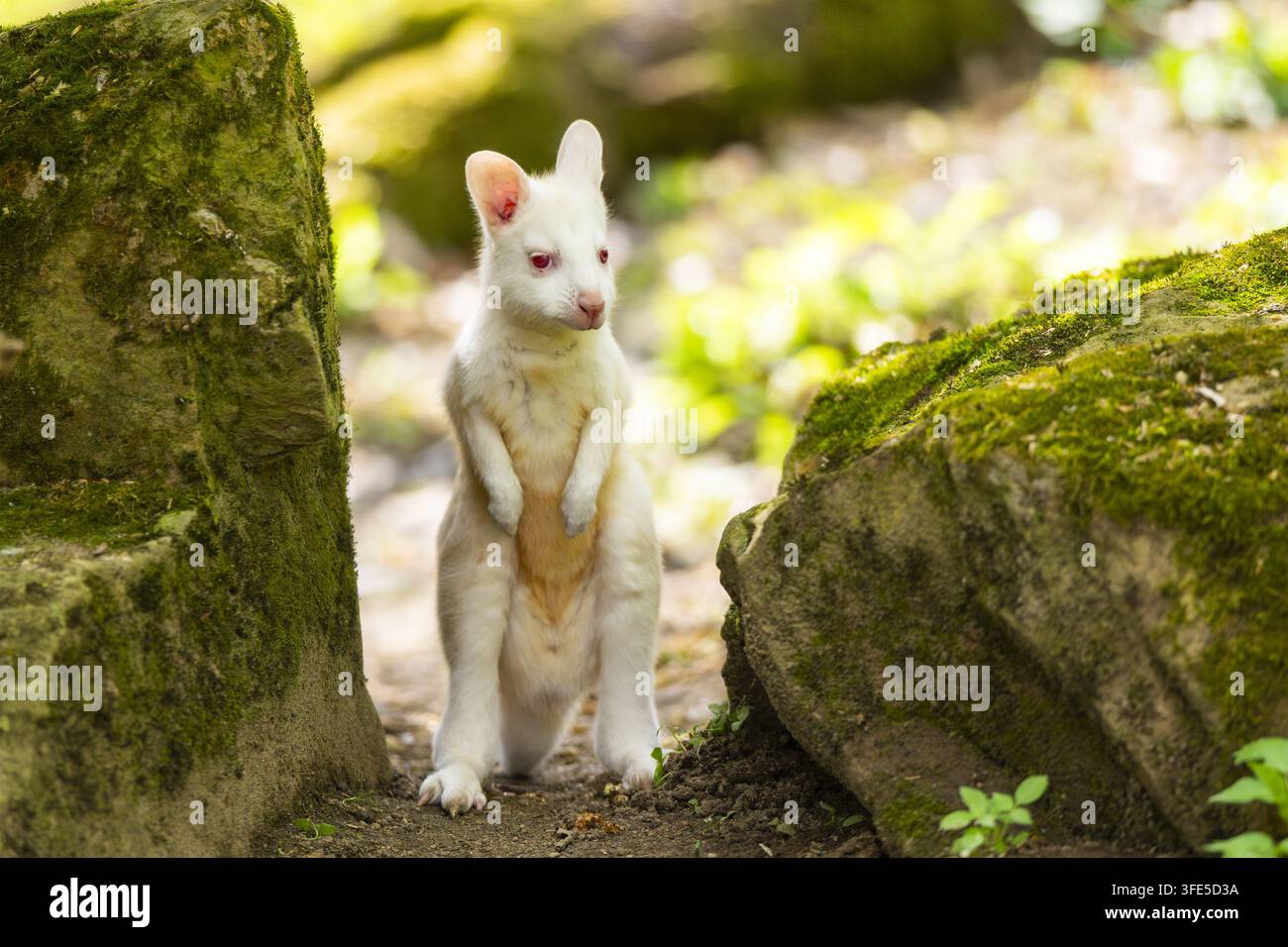 Wallaby di Tammar in piedi tra rocce muschiose Foto Stock