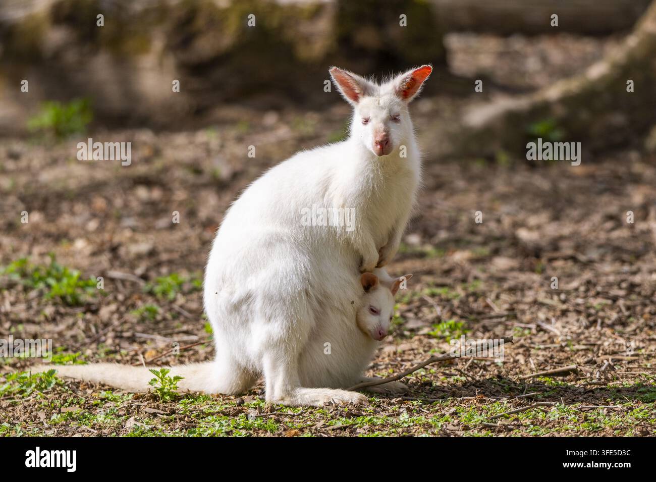 Madre e cucciolo di Tammar Wallaby con il joey nella borsa Foto Stock