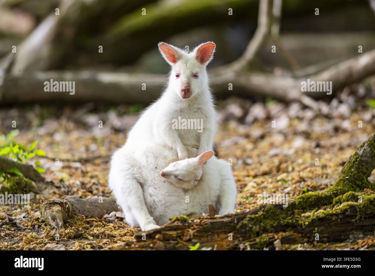Madre e cucciolo di Wallaby Tammar che allattano un joey nella foresta Foto Stock