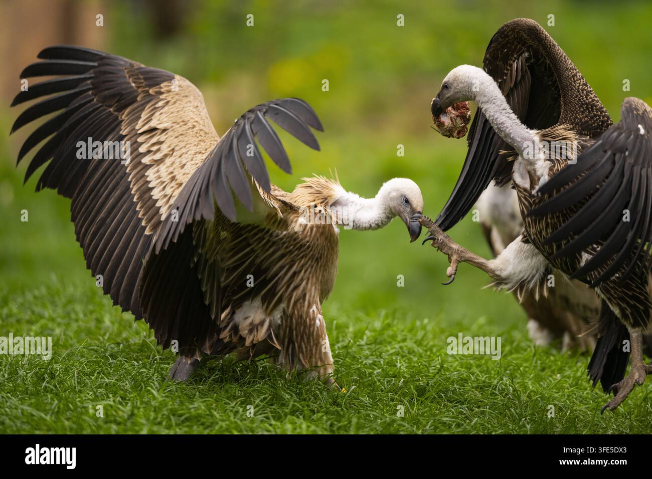 tre avvoltoi grifoni eurasiatici che combattono sull'erba Foto Stock