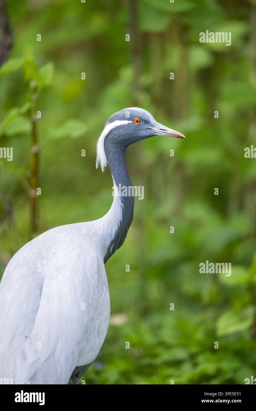 Demoiselle Crane in piedi nel bosco Foto Stock