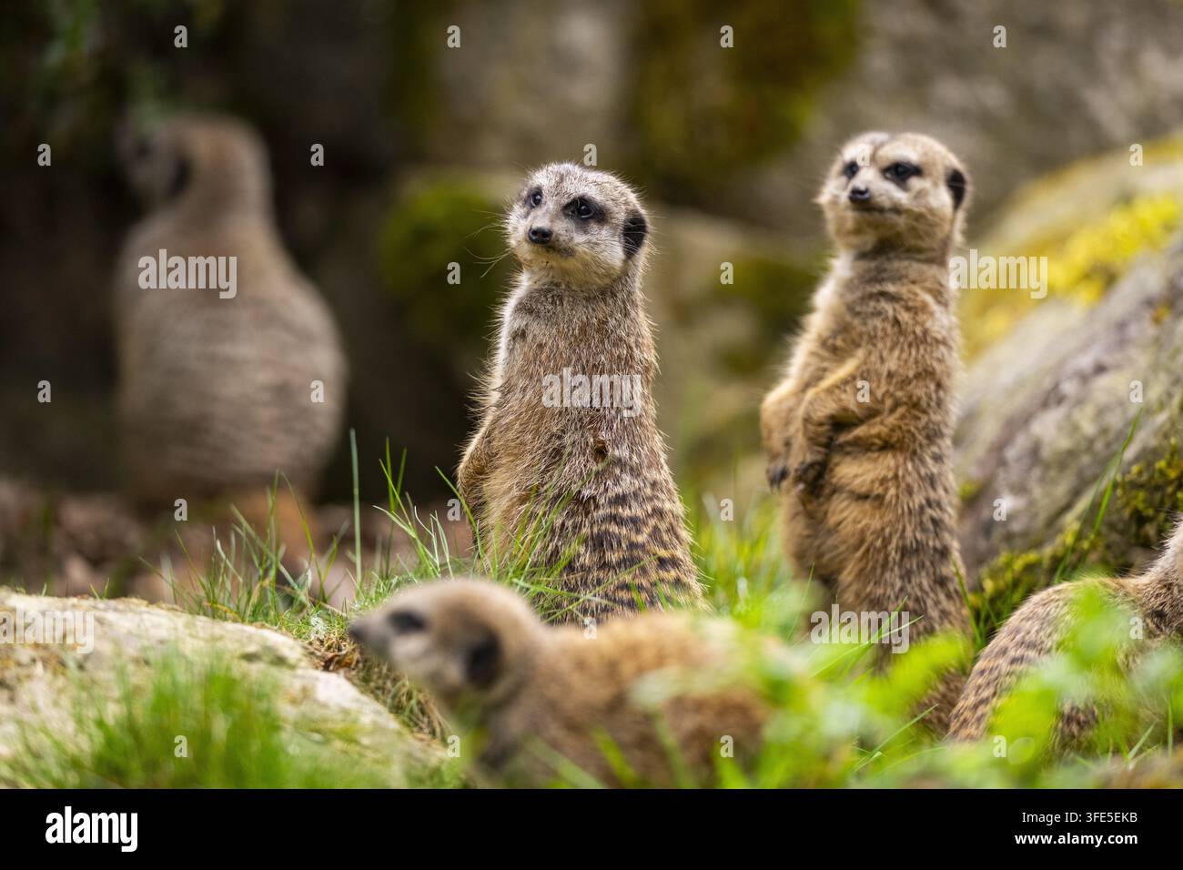 Gruppo di suricati in piedi su rocce Foto Stock
