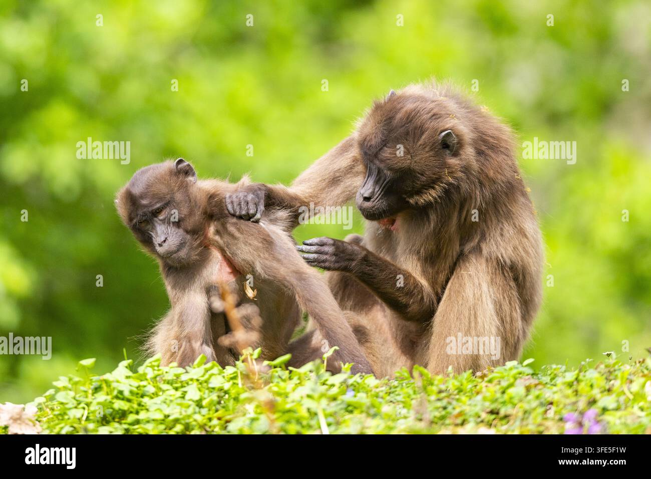 due scimmie Gelada che si accudiscono a vicenda Foto Stock
