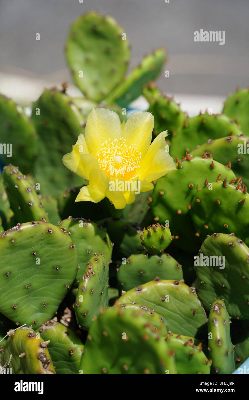 Bella fioritura di fiore di fico d'India giallo nel giardino Foto Stock