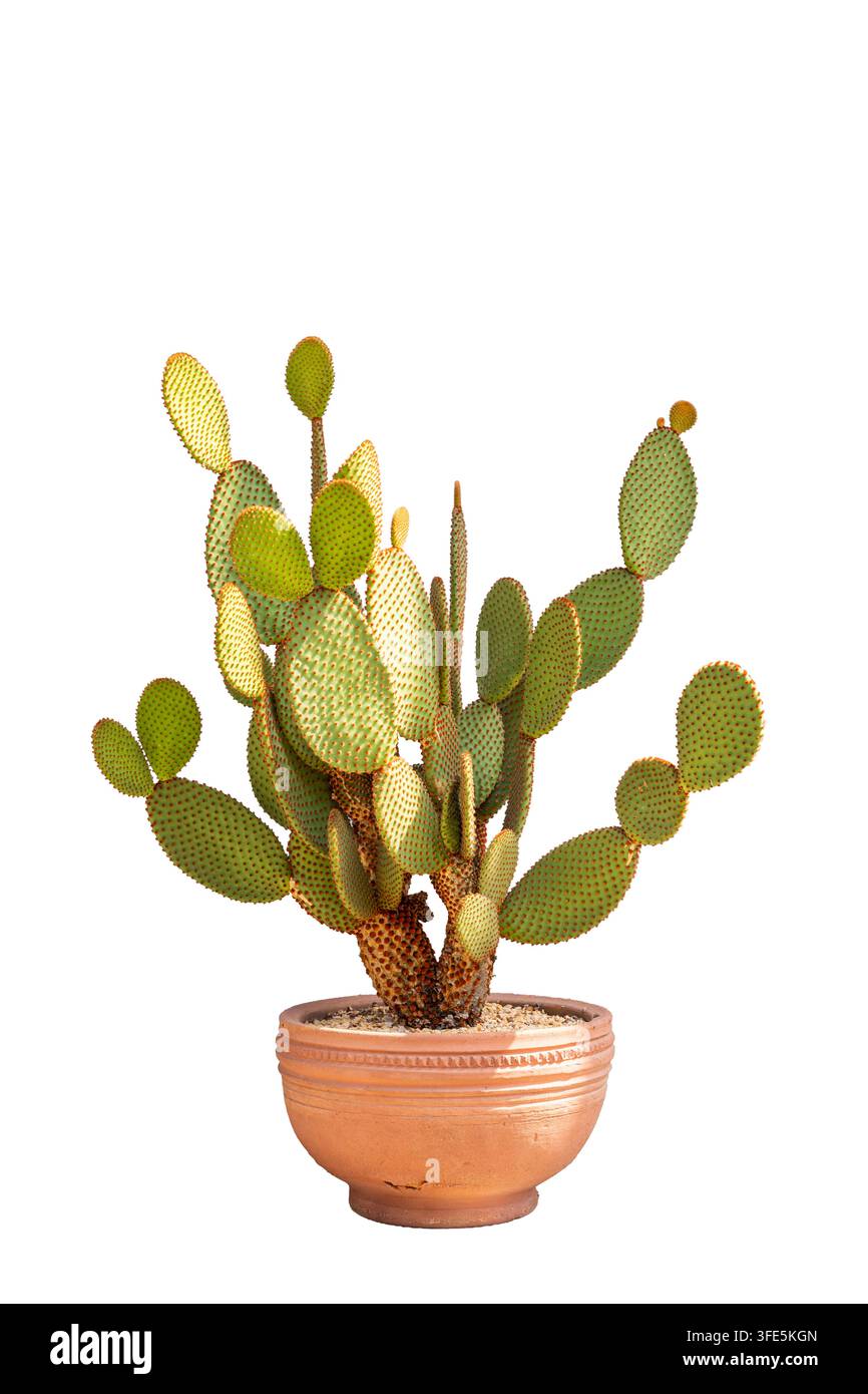 Cacto con orecchie di coniglio Opuntia Microdasys in vaso di terracotta isolato su sfondo bianco Foto Stock