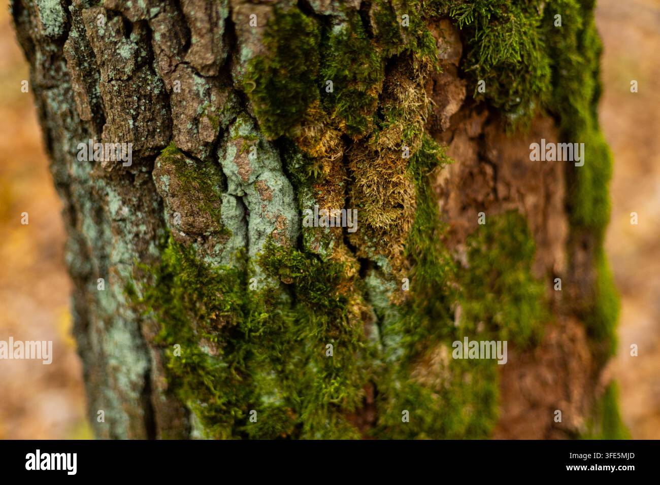 Tronco d'albero coperto di muschio. Foto di alta qualità Foto Stock