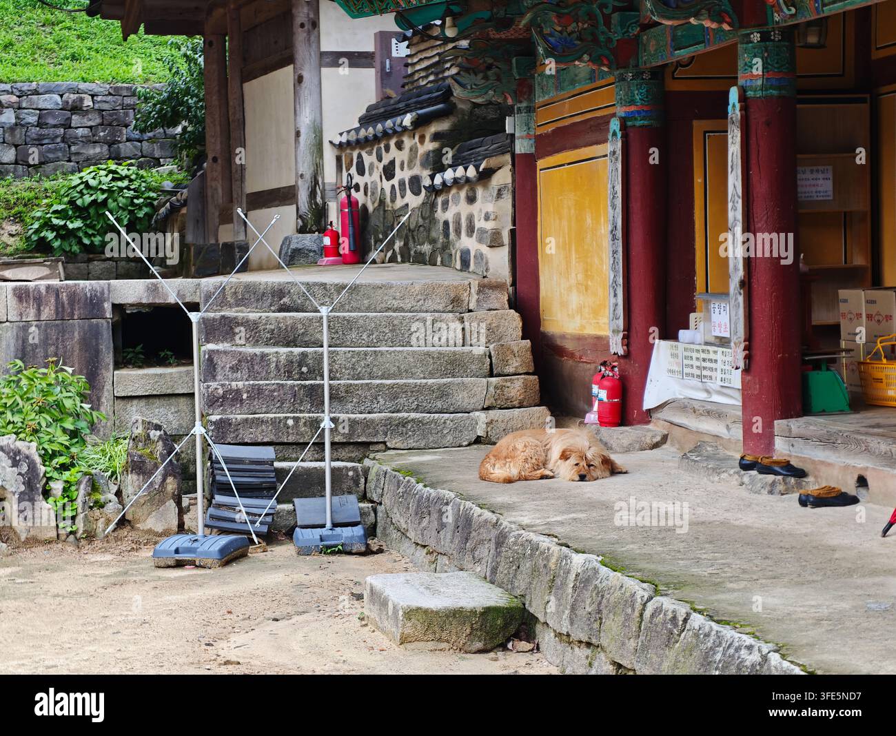 Un cane riposa sul pavimento di pietra fuori da un edificio tradizionale coreano in Corea con estintori nelle vicinanze. Foto Stock