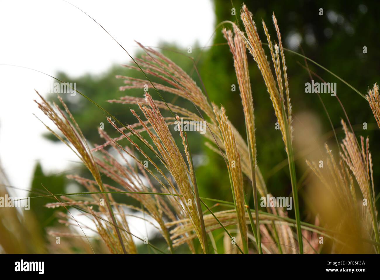 Prima vista dettagliata di erba argentata con fogliame verde sfocato sullo sfondo nella natura. Foto Stock