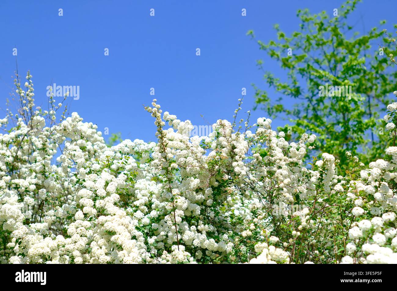Un arbusto a fiori bianchi fiorisce vivacemente sotto un cielo blu sereno nella natura. Foto Stock
