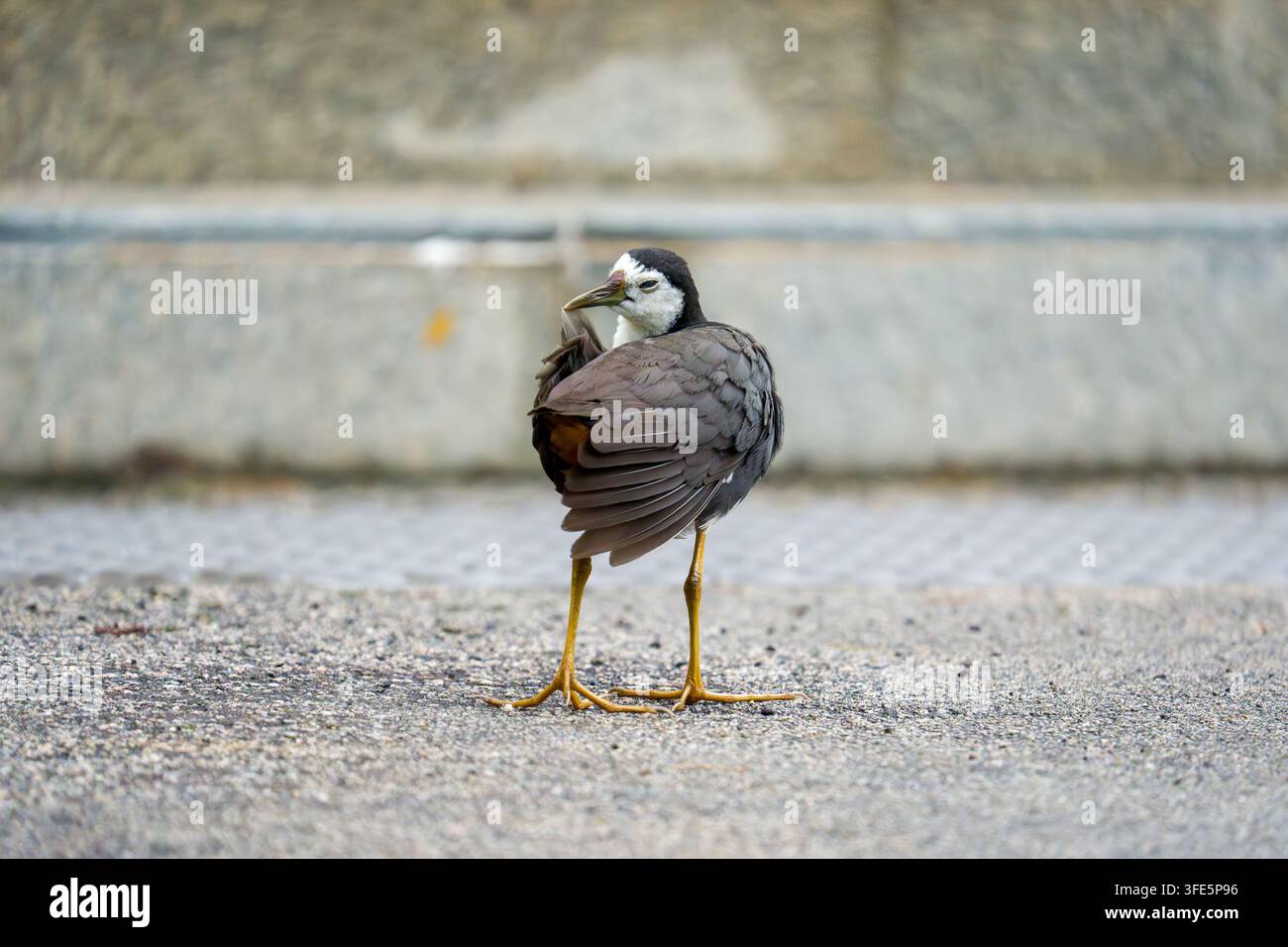 Uccello curioso si trova su un terreno lastricato. Le piume scure contrastano con le zampe gialle. La testa presenta una macchia bianca e un becco affilato. Lo sfondo mostra una pietra strutturata Foto Stock
