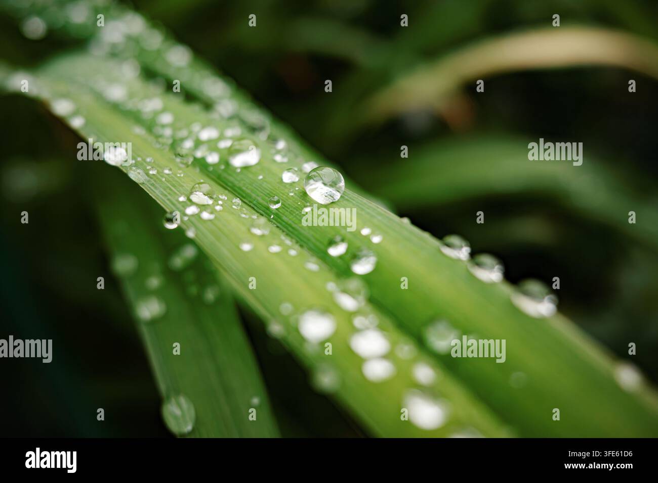 Gocce di pioggia su una foglia d'erba verde. Fotografia macro di gocce d'acqua chiare appoggiate su una foglia d'erba verde fresca con uno sfondo naturale scuro e morbido. Foto Stock