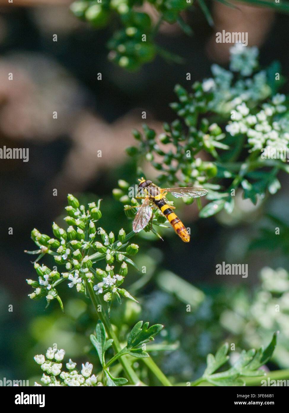 Macro di una grossa mosca volubile (Sphaerophoria scripta) posata su piccoli fiori bianchi alla fine di agosto, insetto impollinatore benefico. Foto Stock