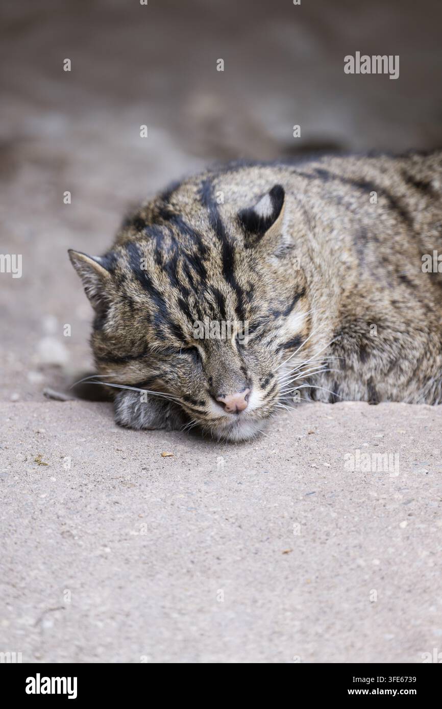 gatto di pesca Foto Stock