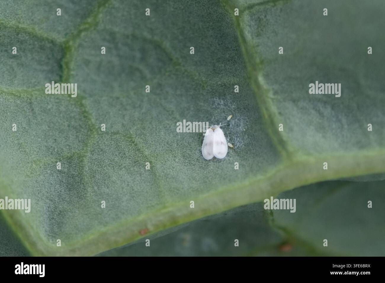 Colpo macro di una singola mosca del cavolo (Aleyrodes proletella) seduta su una foglia di cavolo verde alla fine di agosto, controllo dei parassiti delle verdure agricole. Foto Stock