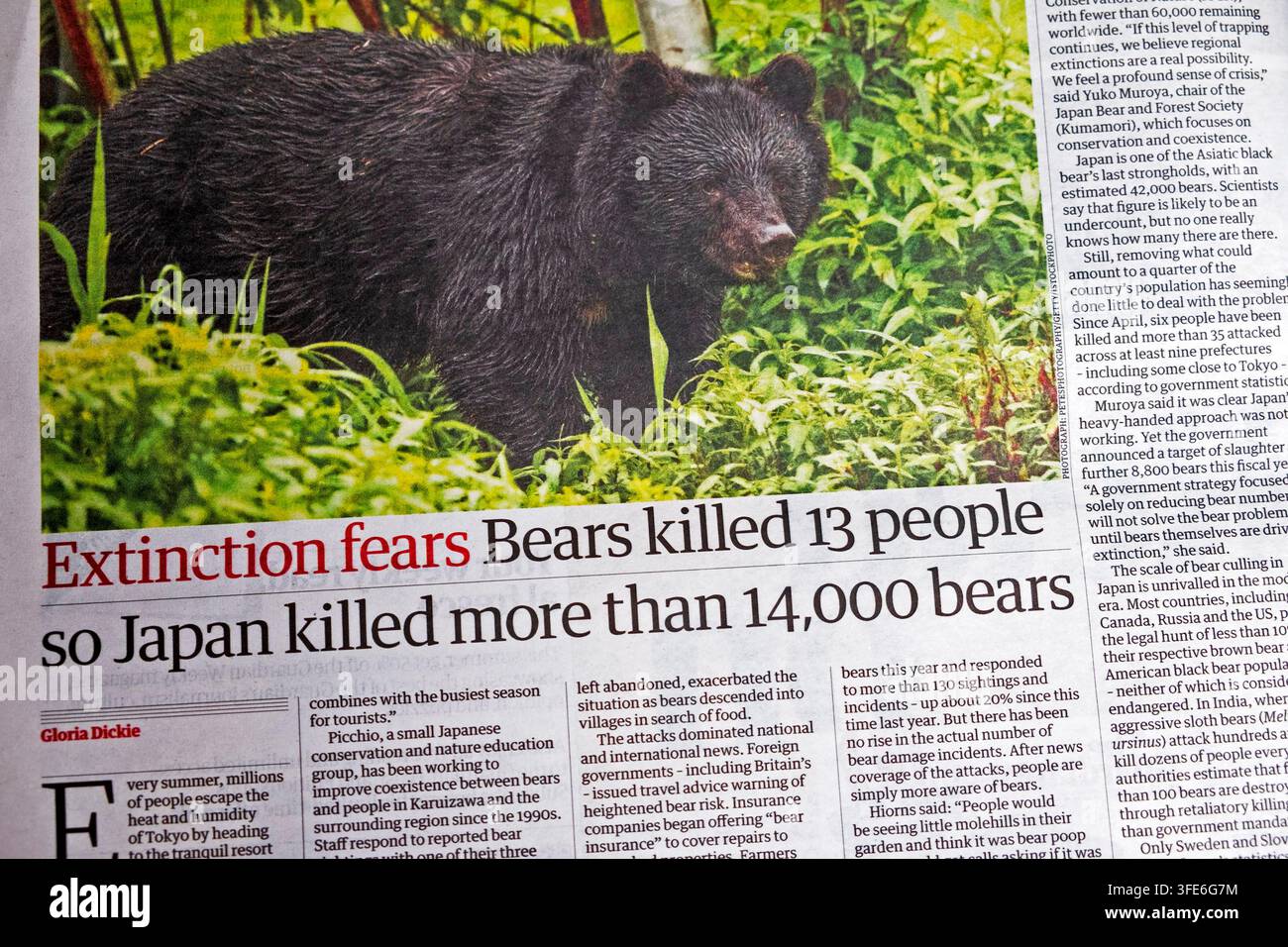 'Paure di estinzione Gli orsi hanno ucciso 13 persone, quindi il Giappone ha ucciso più di 14.000 orsi' Ritaglio di articolo del giornale The Guardian Foto Stock