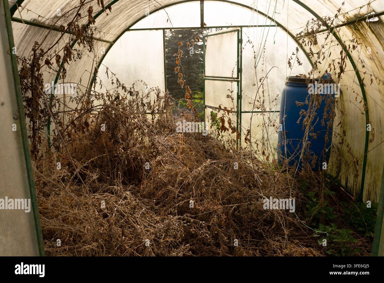 Una pianta morta solitaria con steli appassiti e detriti marroni si erge all'interno di una struttura agricola trascurata. Una serra vuota e fioca con pareti traslucide e struttura metallica evoca un'atmosfera desolata e dimenticata. Foto Stock