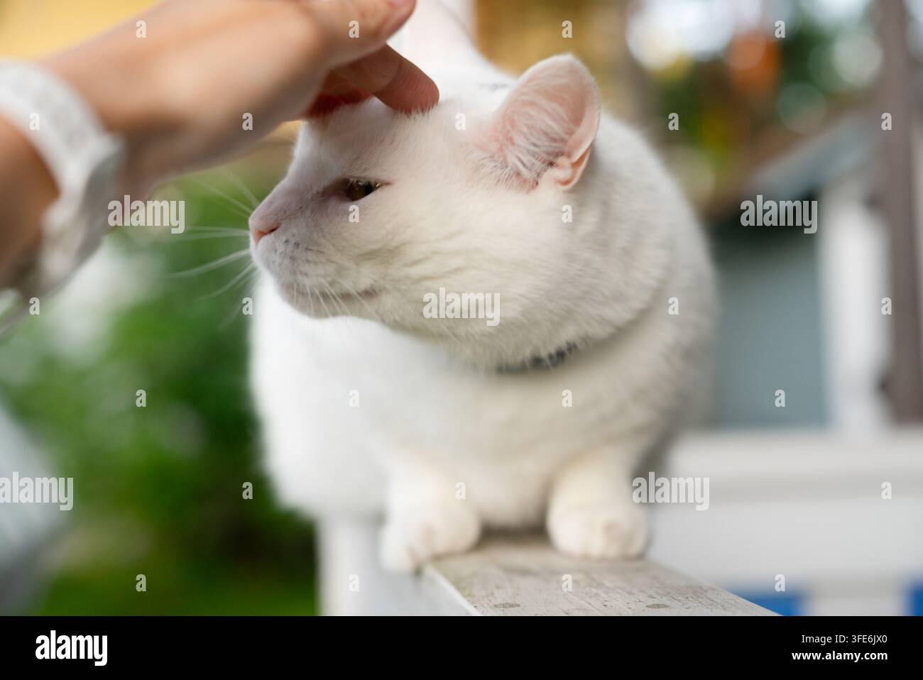 Un proprietario premuroso accarezza dolcemente un gatto bianco e soffice, creando un momento sereno di cura tenera per l'animale domestico in uno spazio interno accogliente. Il felino rilassato gode dell'attenzione amorevole mentre è seduto in pace. Foto Stock