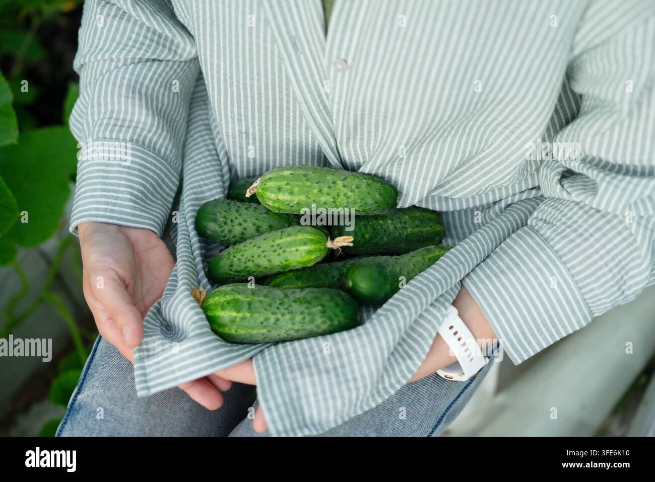 Un agricoltore soddisfatto mostra con orgoglio dei cetrioli biologici appena raccolti in una serra. Donna Foto Stock