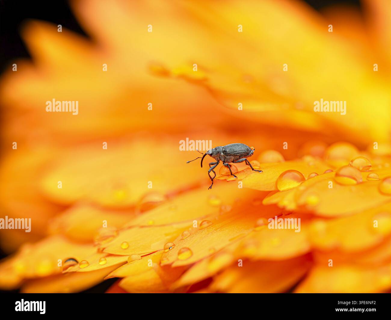semi di cavolo weevil Foto Stock
