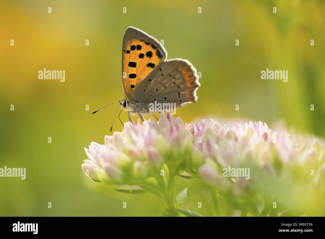 Piccolo farfalla di rame (Lycaena phlaeas) con ali arancioni brillanti si posa su delicati fiori di lillà alla luce del sole, Assia, Germania Foto Stock
