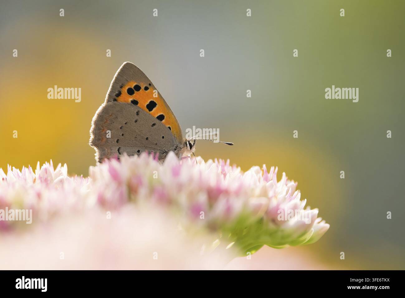 Un piccolo falena di rame (Lycaena phlaeas) appollaiato su fiori rosa pallido che luccicano nella luce soffusa, Assia, Germania Foto Stock