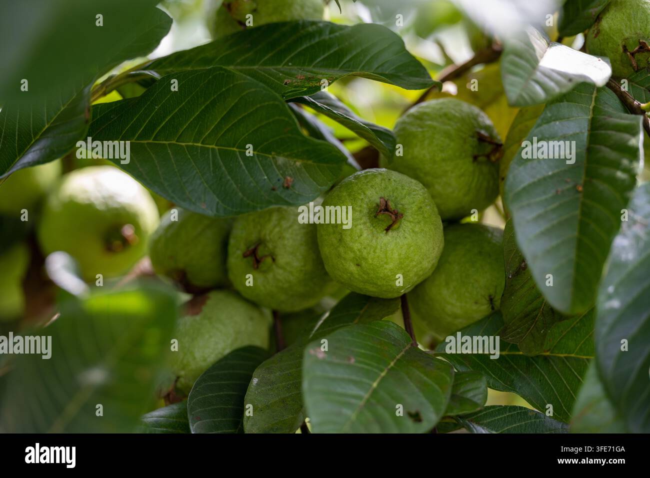 Le guave comuni immature (Psidium guajava) crescono tra ampie foglie a Ubud Bali, Indonesia. Foto Stock