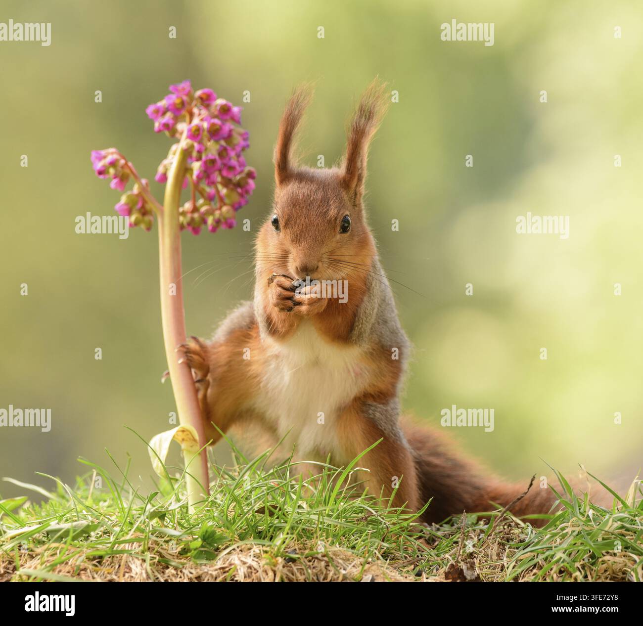 Scoiattolo rosso, scoiattolo, Sciurus vulgaris, Scoiattolo rosso eurasiatico, Svezia Foto Stock