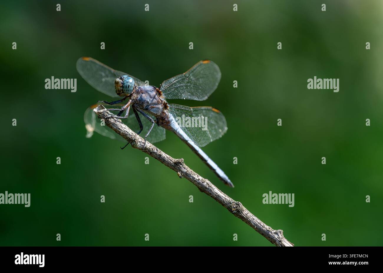 Libellula maschio Skimmer del Sud (Orthetrum brunneum) appollaiata su un rametto secco, macro close-up Foto Stock