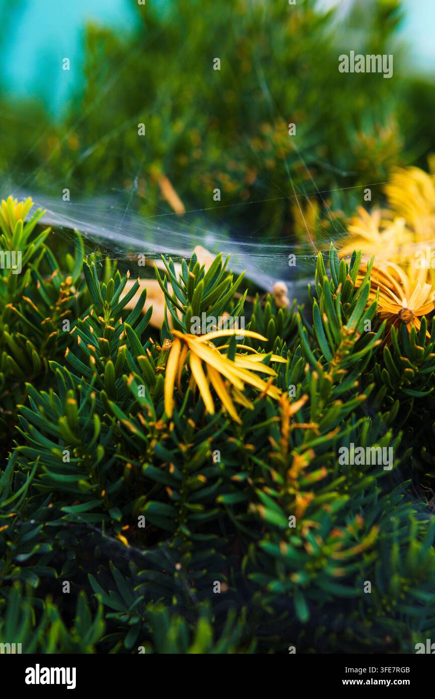 Fotografia macro dettagliata di una sottile seta di ragnatela tesa delicatamente su aghi di sempreverdi verdi vivaci e foglie botaniche gialle in un giardino Foto Stock
