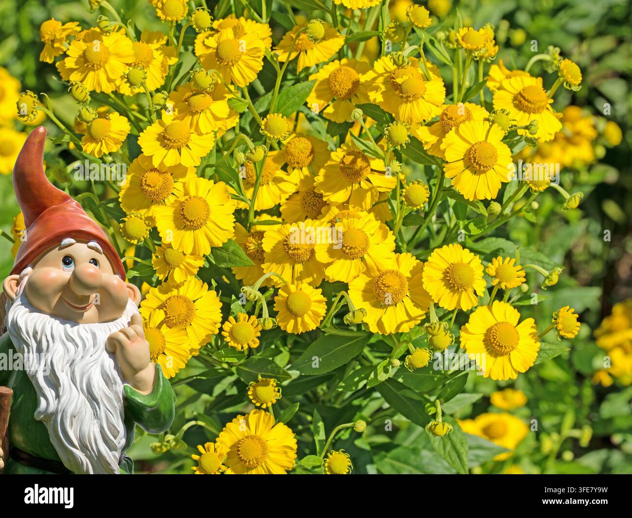 Un girasole in fiore, Helenium, in primo piano Foto Stock