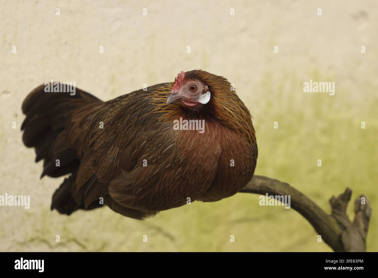Phoenix Foto Stock