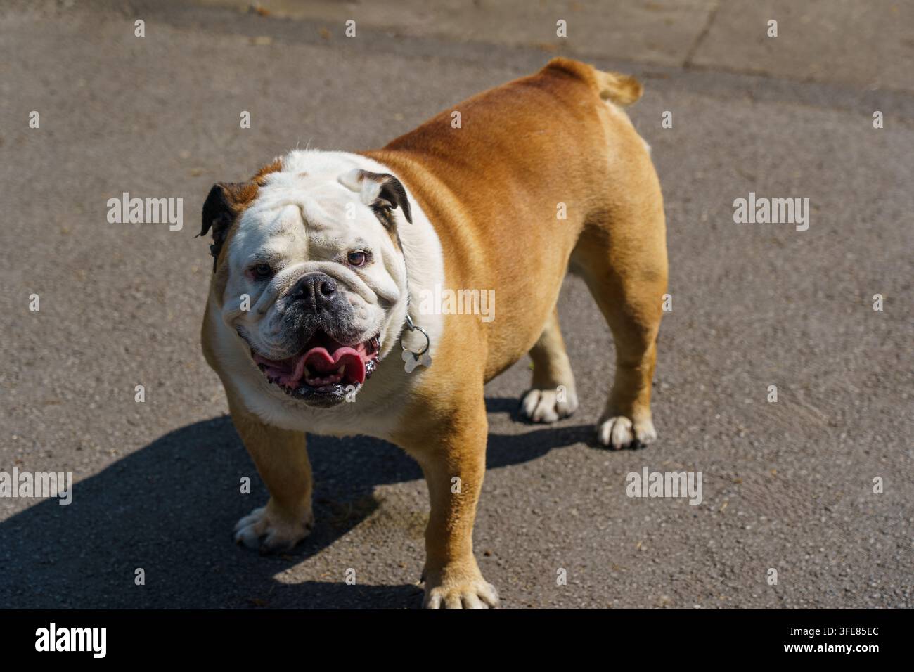 Bulldog inglese marrone e bianco con rughe sul viso e collare, in piedi con sicurezza all'aperto alla luce del giorno. Foto Stock
