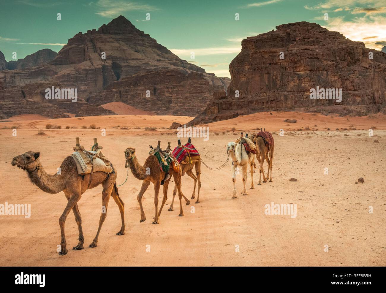 Cammelli a cavallo nel deserto di Wadi Rum, Giordania, patrimonio dell'umanità dell'UNESCO Foto Stock
