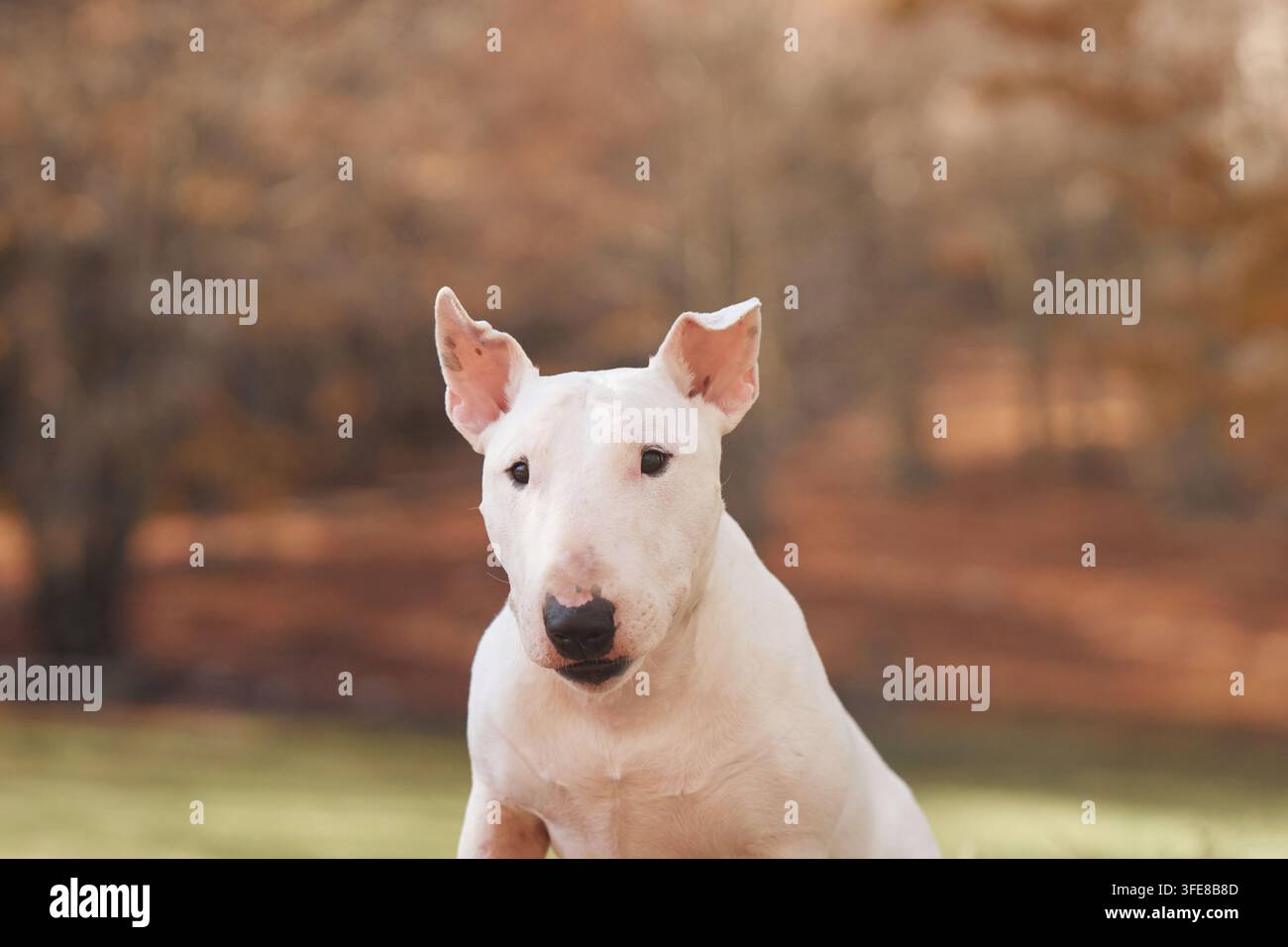 Cane Bull Terrier guarda direttamente la fotocamera su uno sfondo autunnale sfocato. Il ritratto in primo piano evidenzia le orecchie distintive, il mantello bianco e Foto Stock