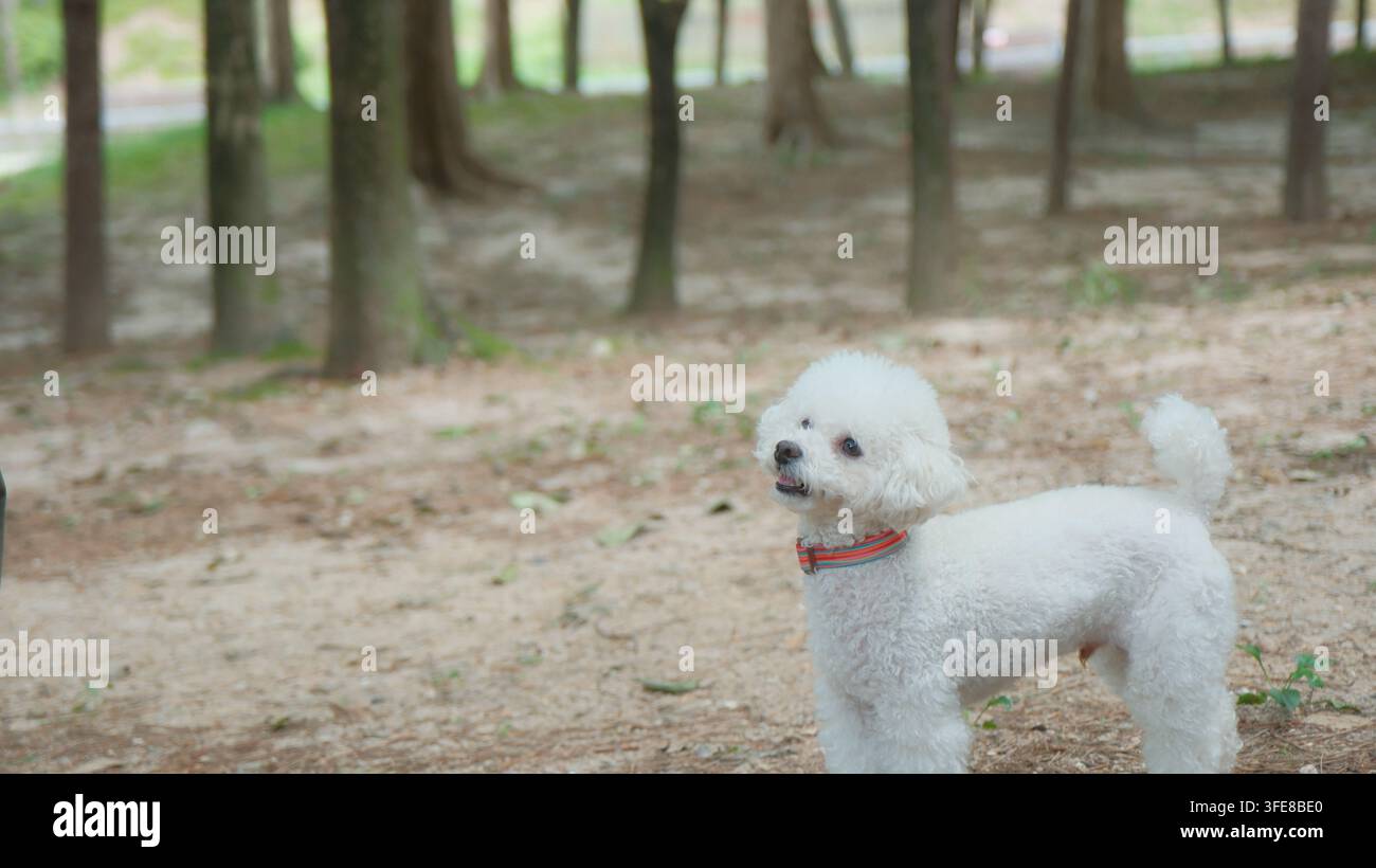 Un cane bianco con un collare colorato si trova vigile in una radura boschiva con alberi sullo sfondo. Foto Stock
